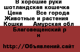 В хорошие руки шотландская кошечка › Цена ­ 7 - Все города Животные и растения » Кошки   . Амурская обл.,Благовещенский р-н